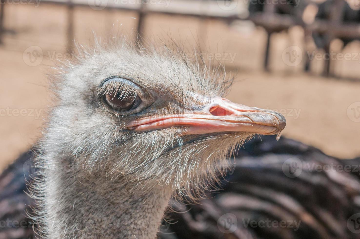 struisvogel gezicht foto