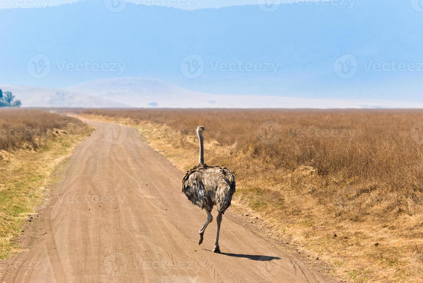 struisvogel op de weg foto