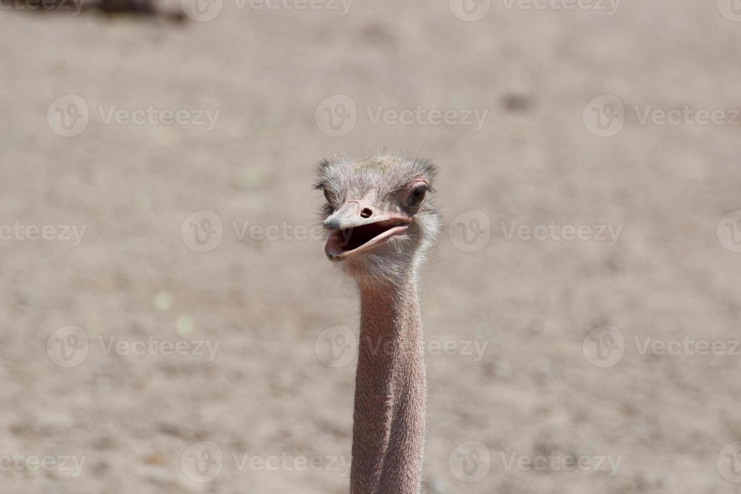 Afrikaanse struisvogel close-up foto