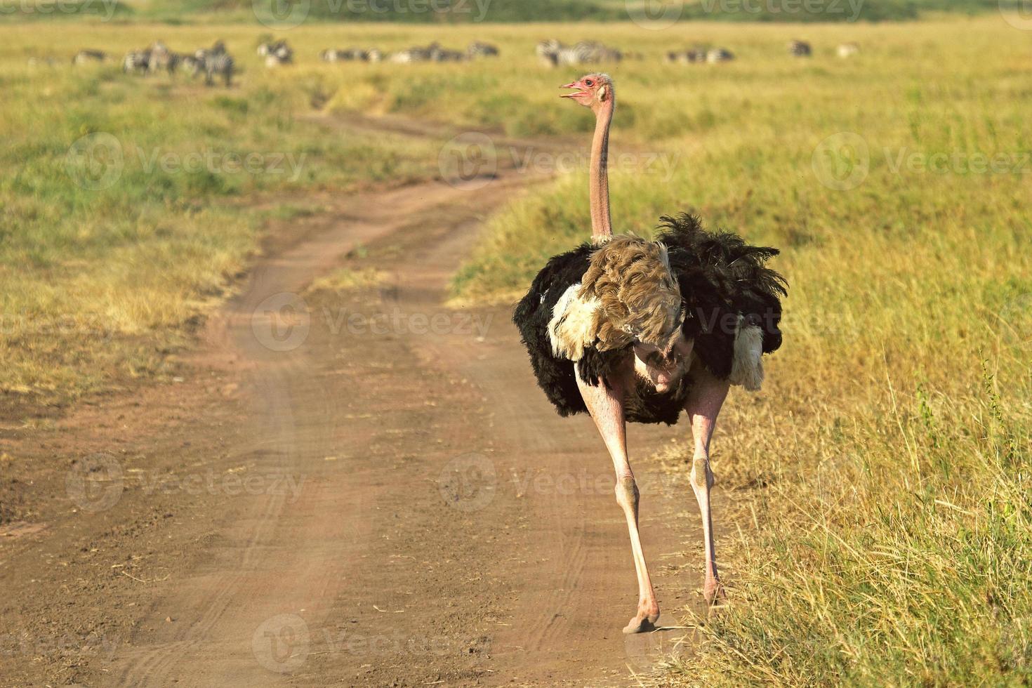 mannelijke struisvogel die in een straat loopt foto