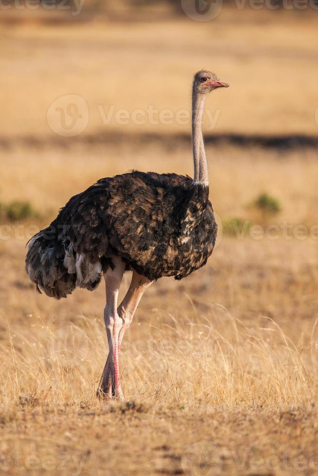 wilde mannelijke struisvogel die op rotsachtige vlaktes van Afrika loopt. dichtbij foto