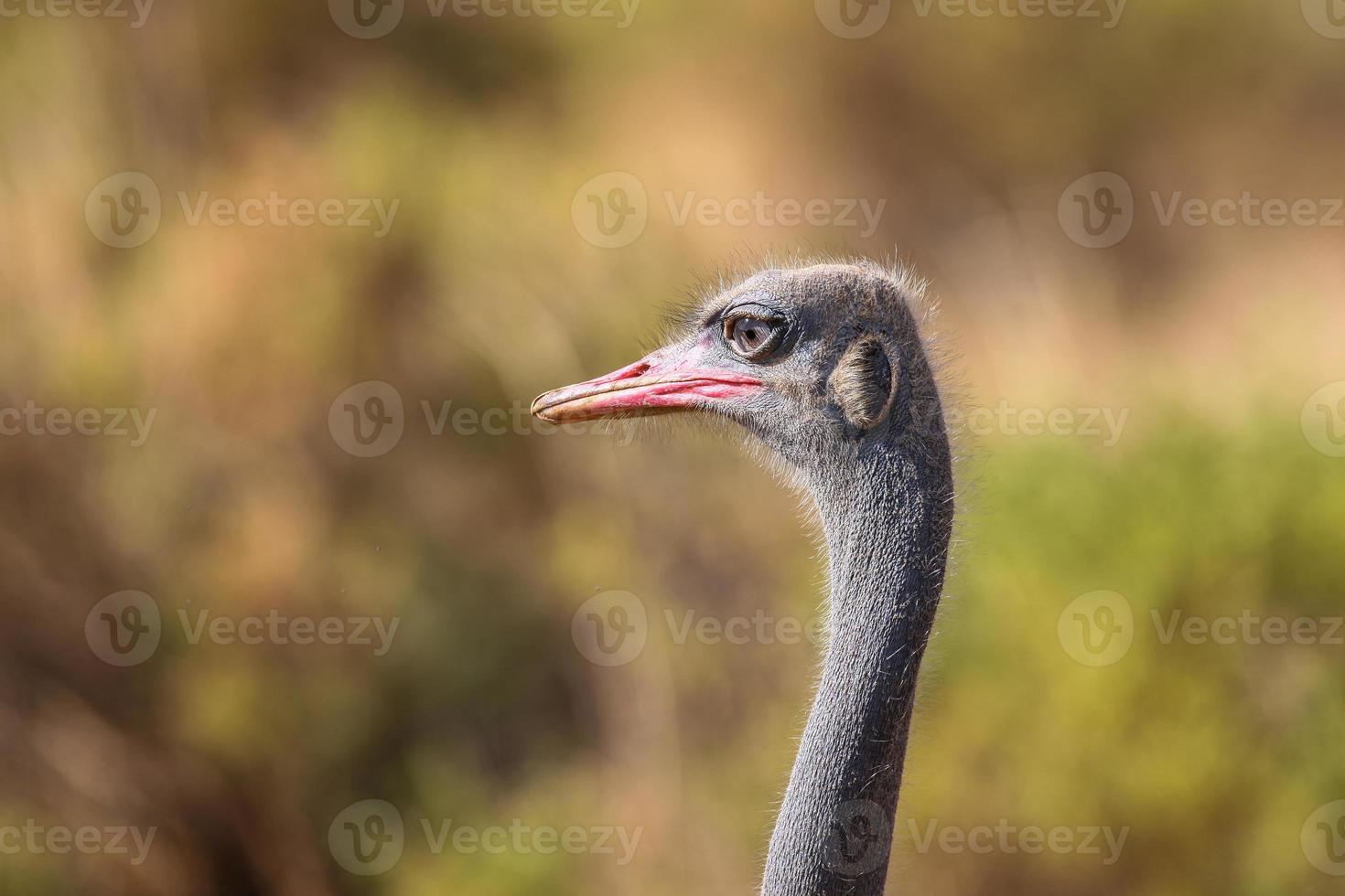 close-up van een gemeenschappelijke struisvogel (struthio camelus) met savanne foto