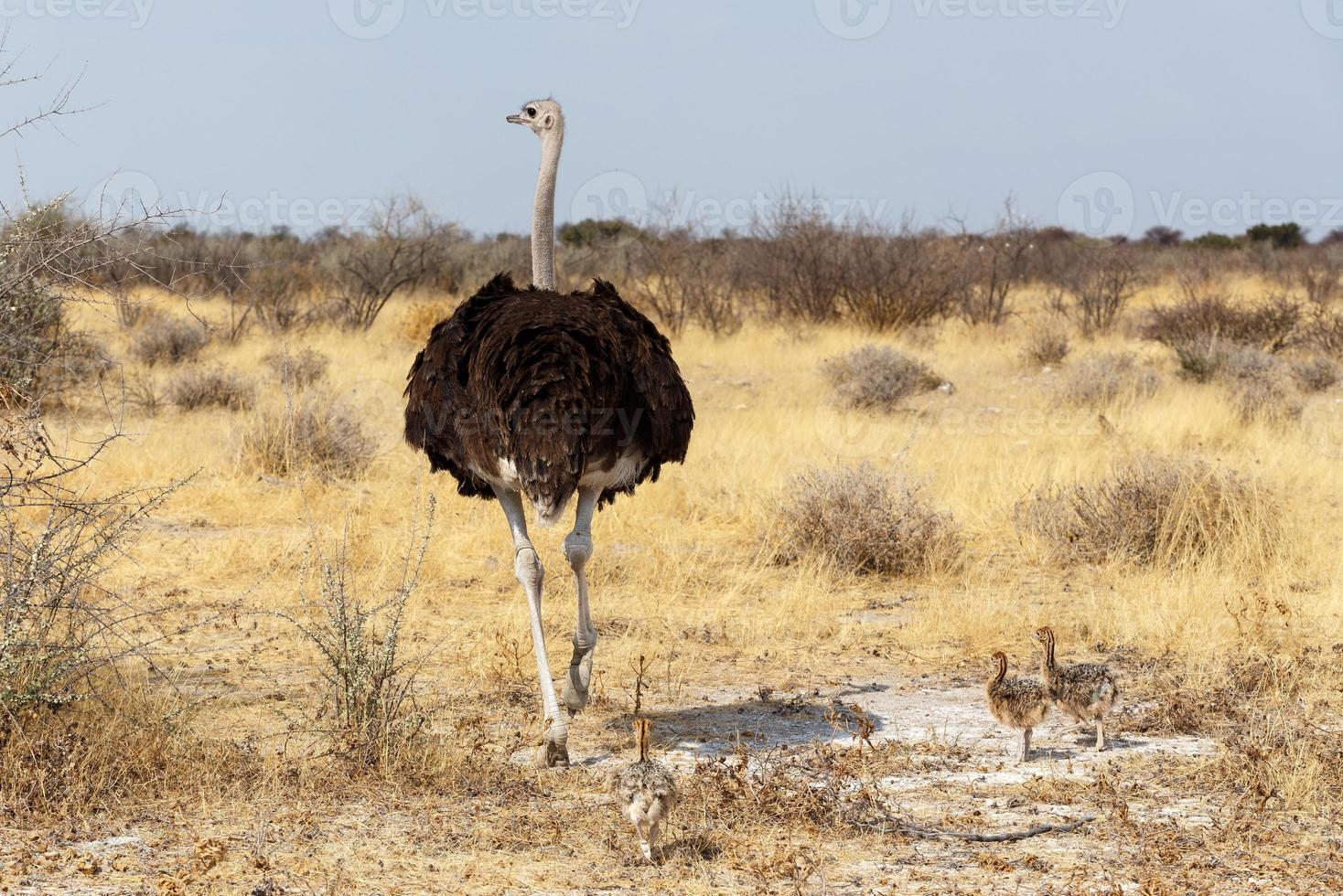 familie van struisvogel met kippen, Namibië foto
