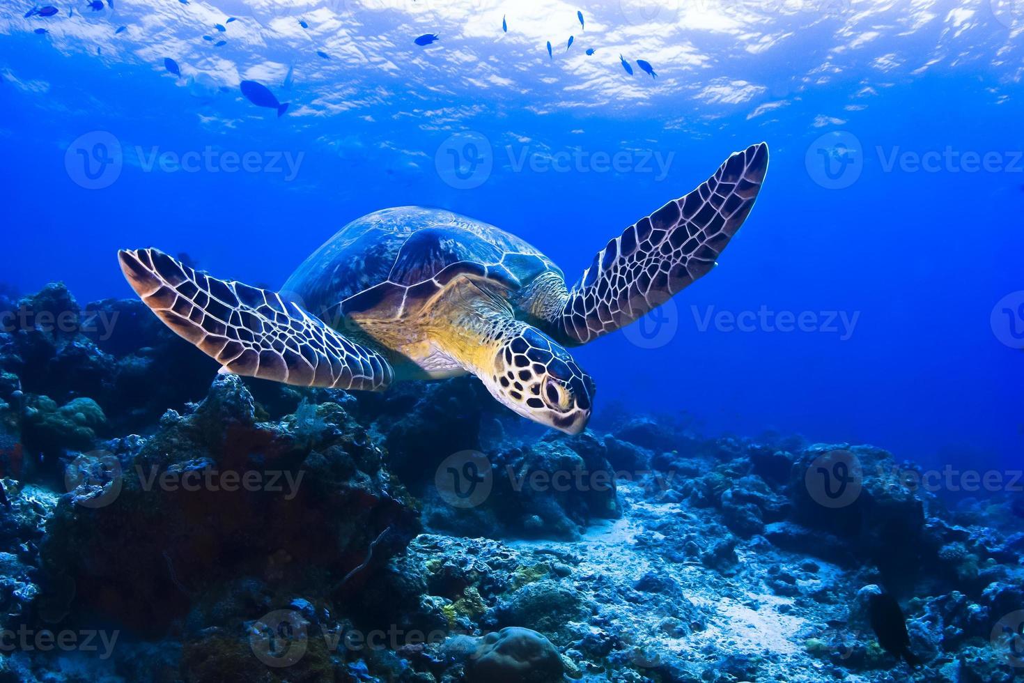 zwemmende schildpad foto
