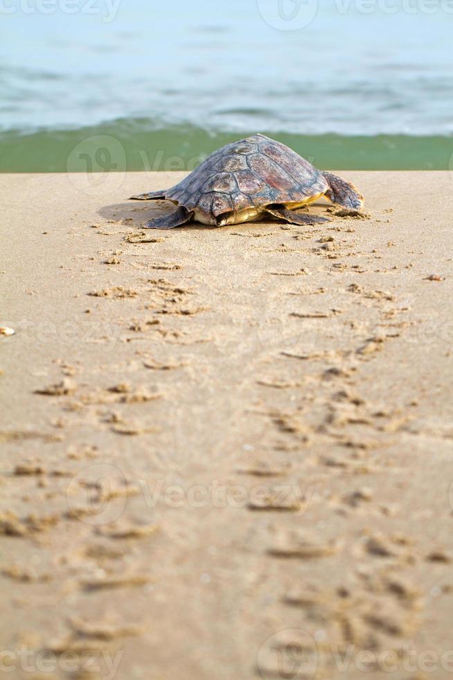 onechte zeeschildpad (c. caretta) foto