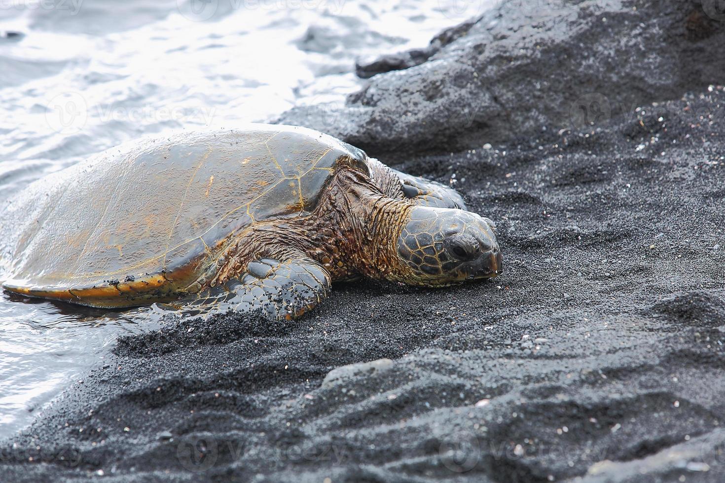 mooie bedreigde groene zeeschildpad foto