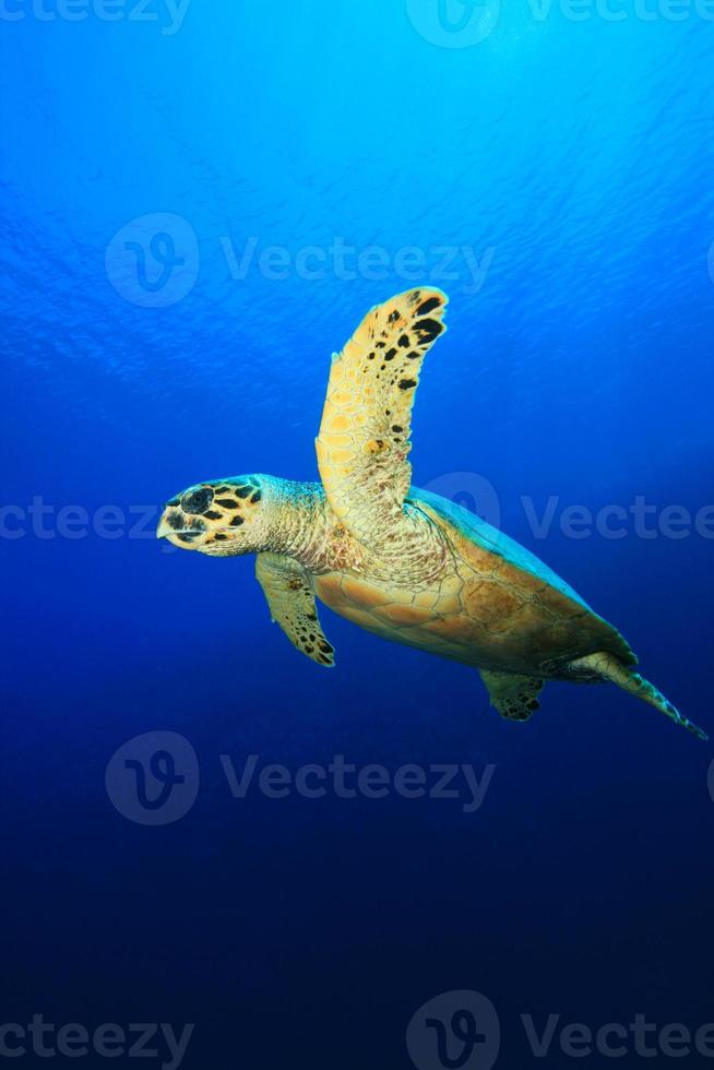 zeeschildpad foto