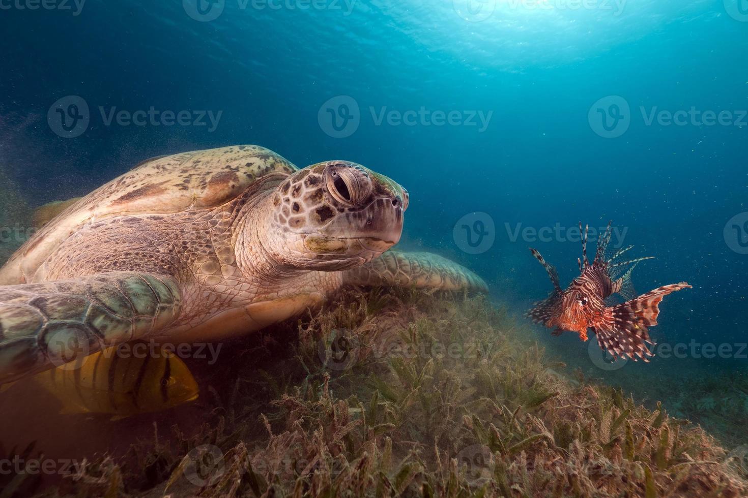 groene schildpad en buddy lionfish in de rode zee. foto