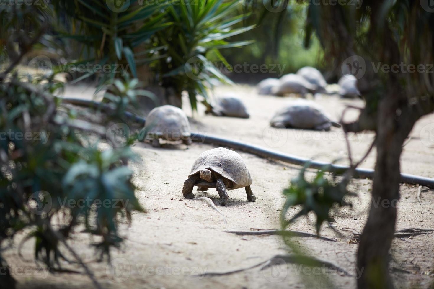 enorme schildpadden in Zuid-Afrika foto