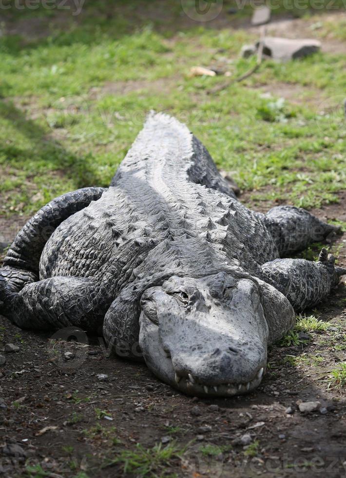 grote krokodil op het land foto