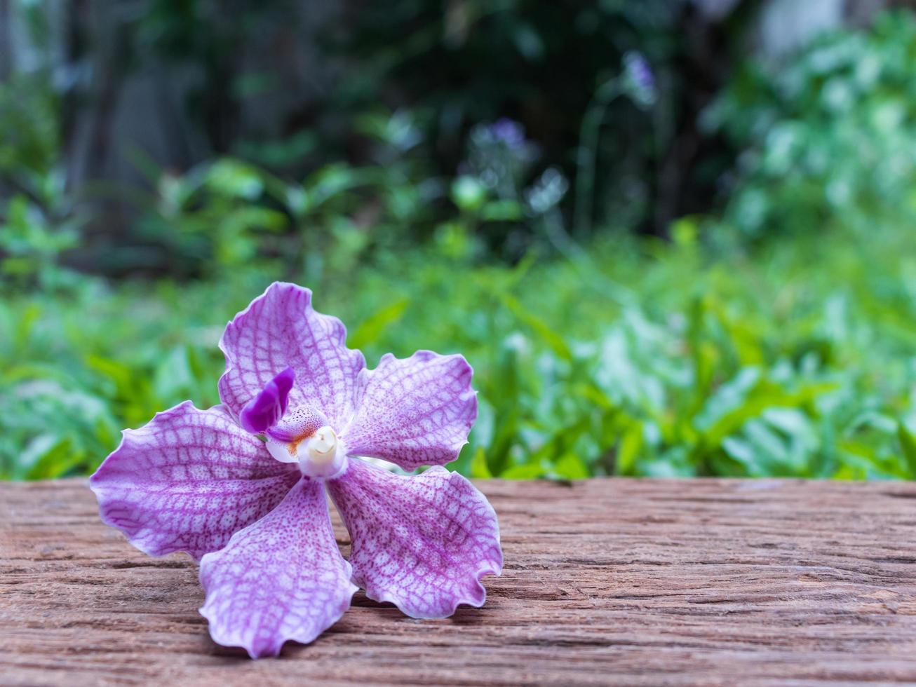 paarse orchideebloemen op oude houten vloer foto