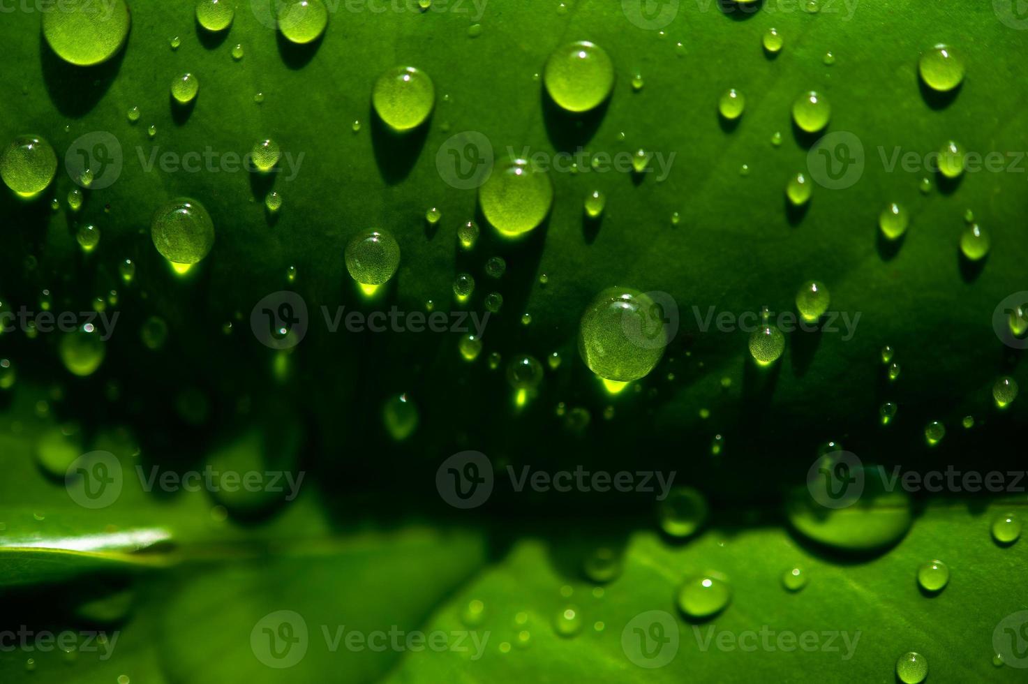 de dauwdruppels op de bladeren zijn niet groen foto