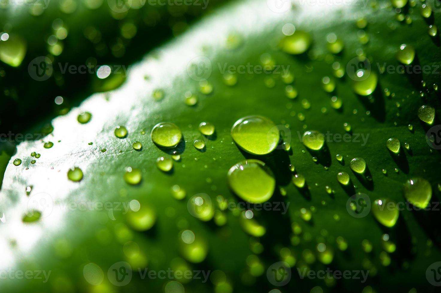 de dauwdruppels op de bladeren zijn niet groen foto