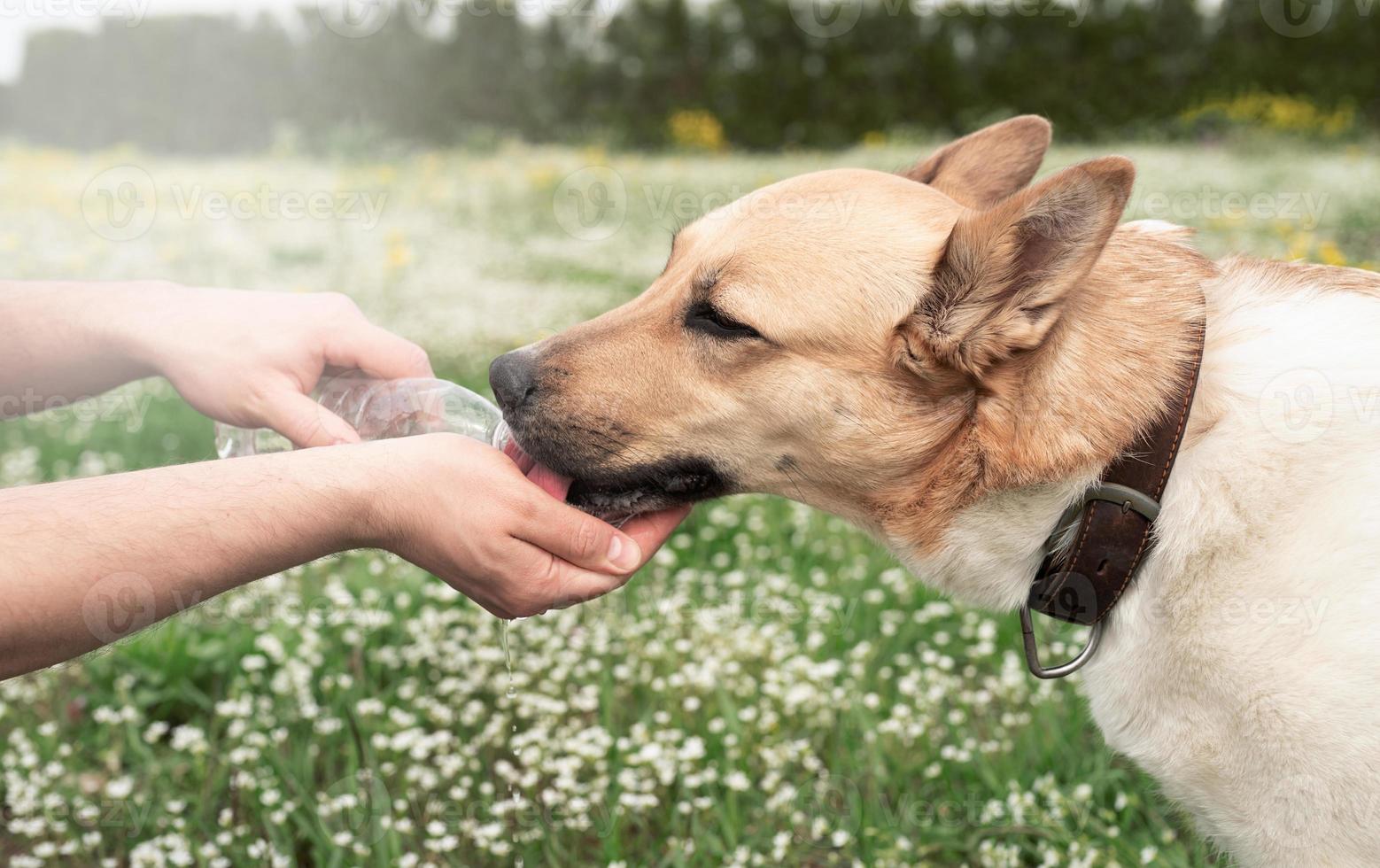 zorgzame hondenbezitter helpt zijn hond om water te drinken op een warme zomerdag buitenshuis foto