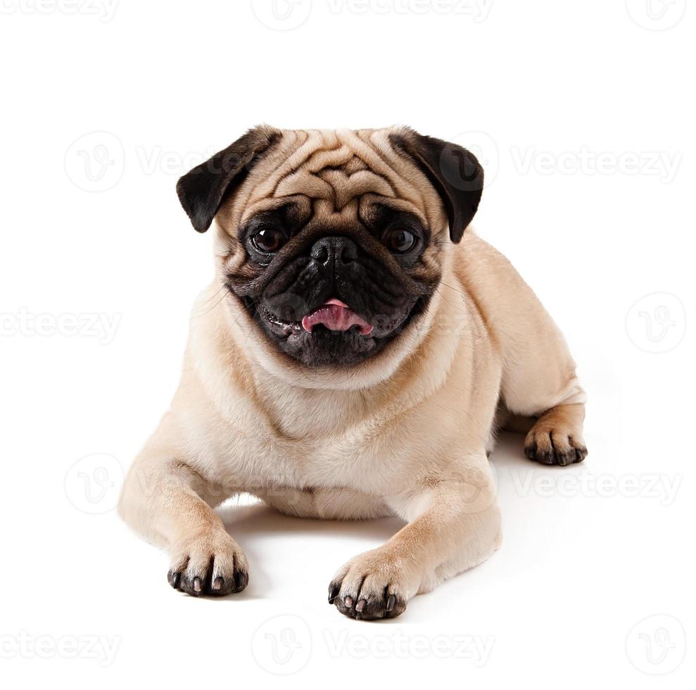 pug dog geïsoleerd op een witte achtergrond foto