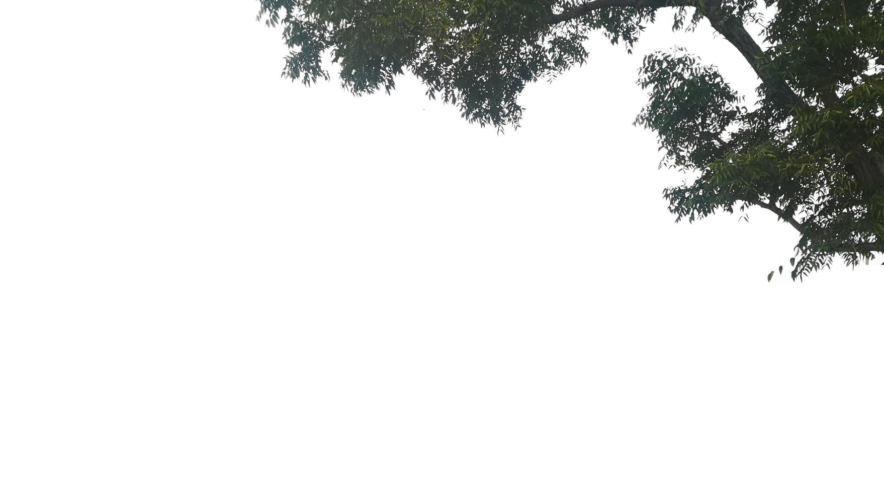 geïsoleerde gebladerte voorgrond groene bladeren boom op witte achtergrond foto