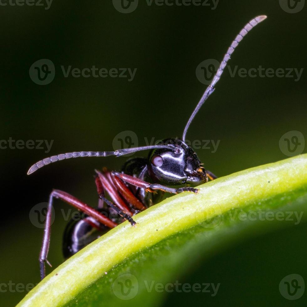 close-up zwarte mier op groen blad. foto