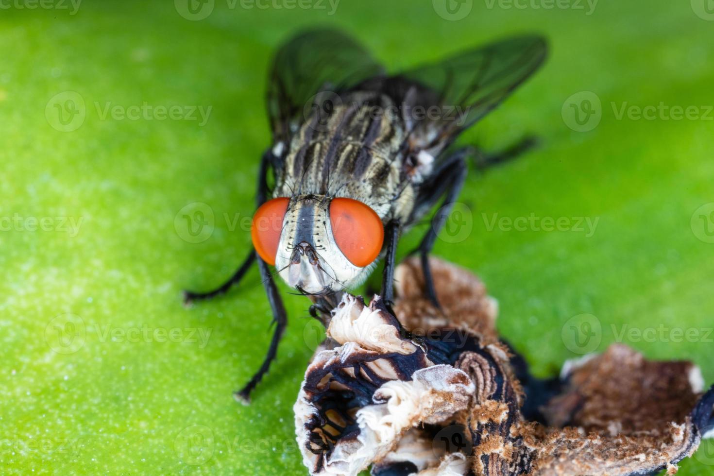 close-up vlieg op groen blad. foto