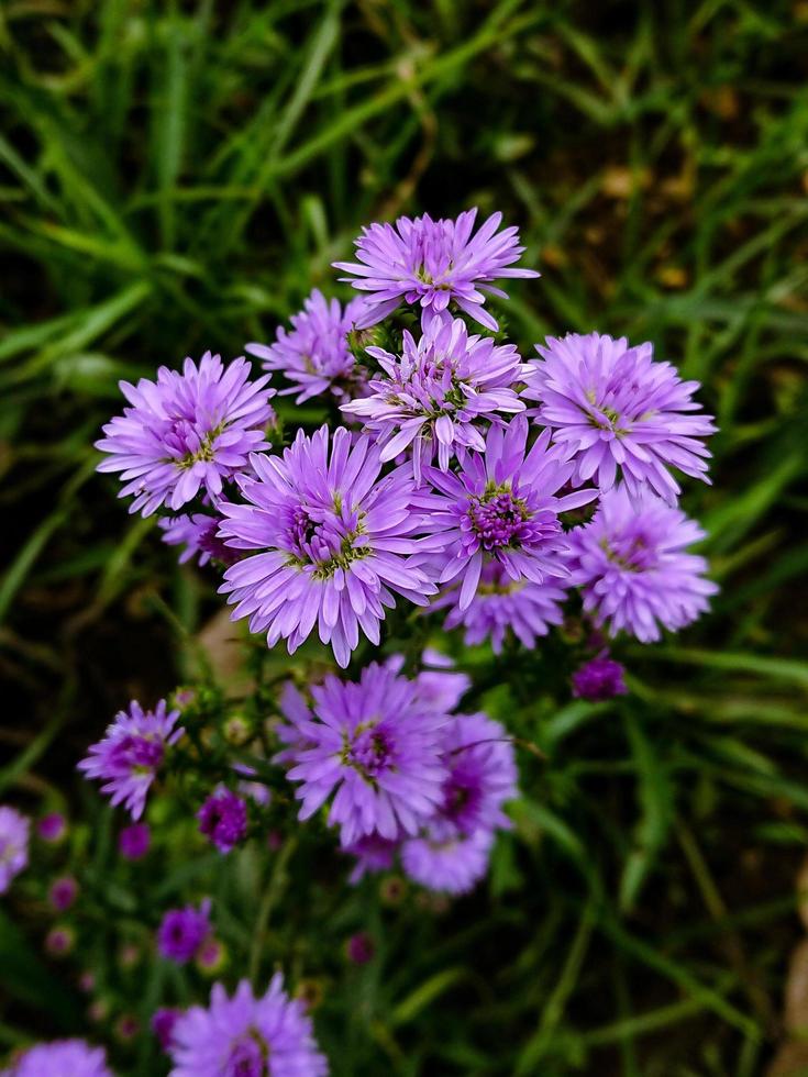 mooie paarse bloem macro foto