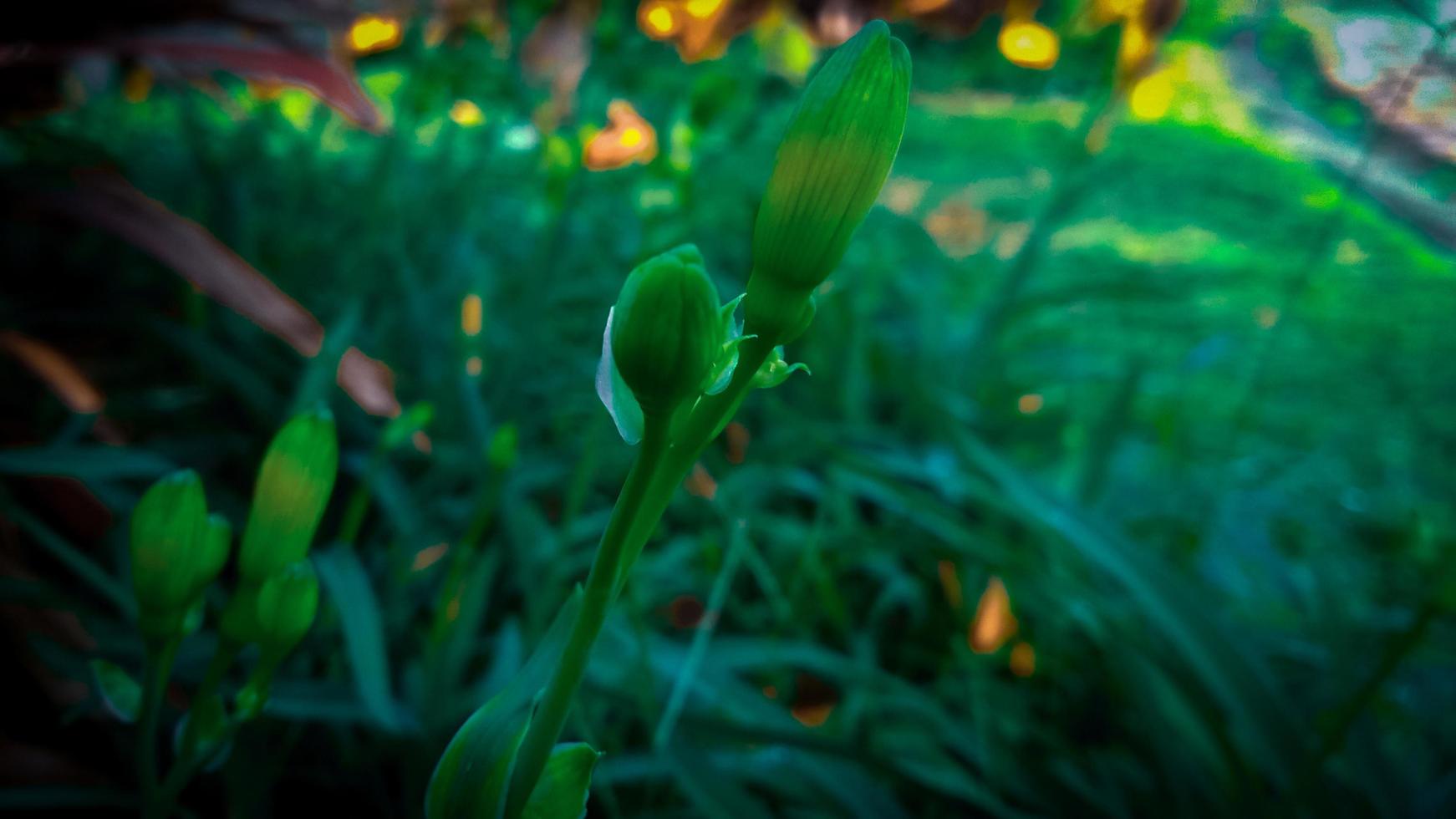 mooie bloemen met esthetische achtergrond foto