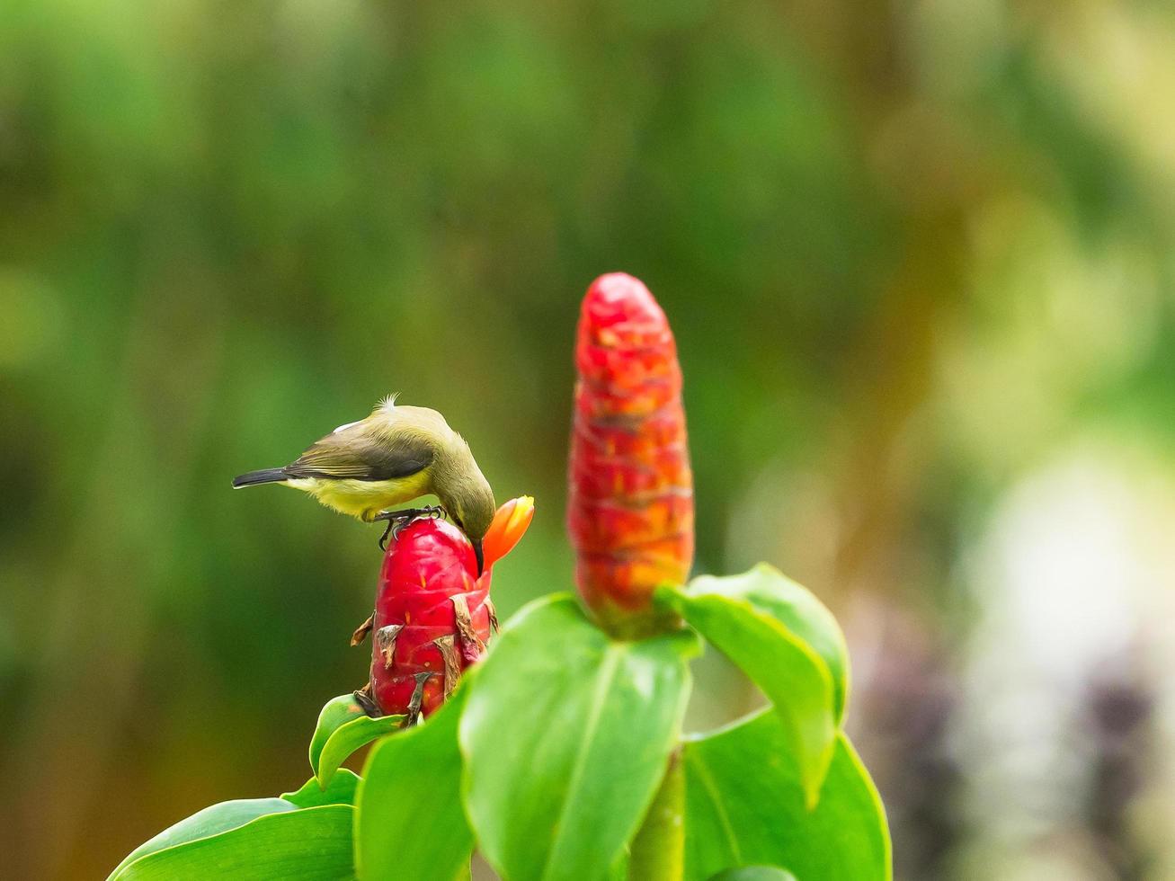 olijf-backed sunbird vrouwelijke sunbird neergestreken op een tak in de tuin foto