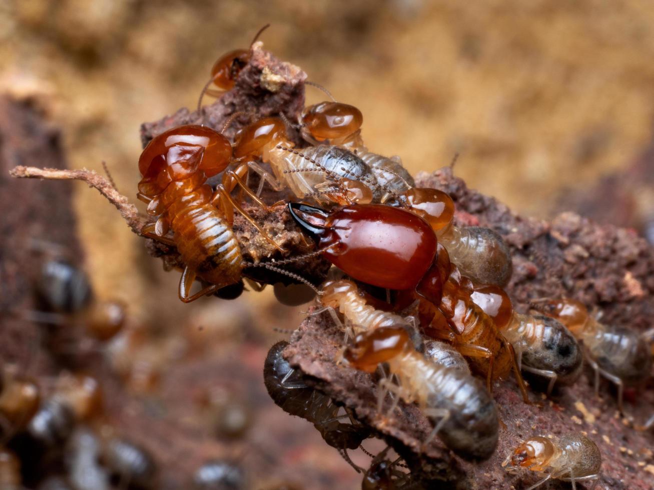 termieten zijn sociale wezens die houten huizen van mensen beschadigen omdat ze hout eten foto