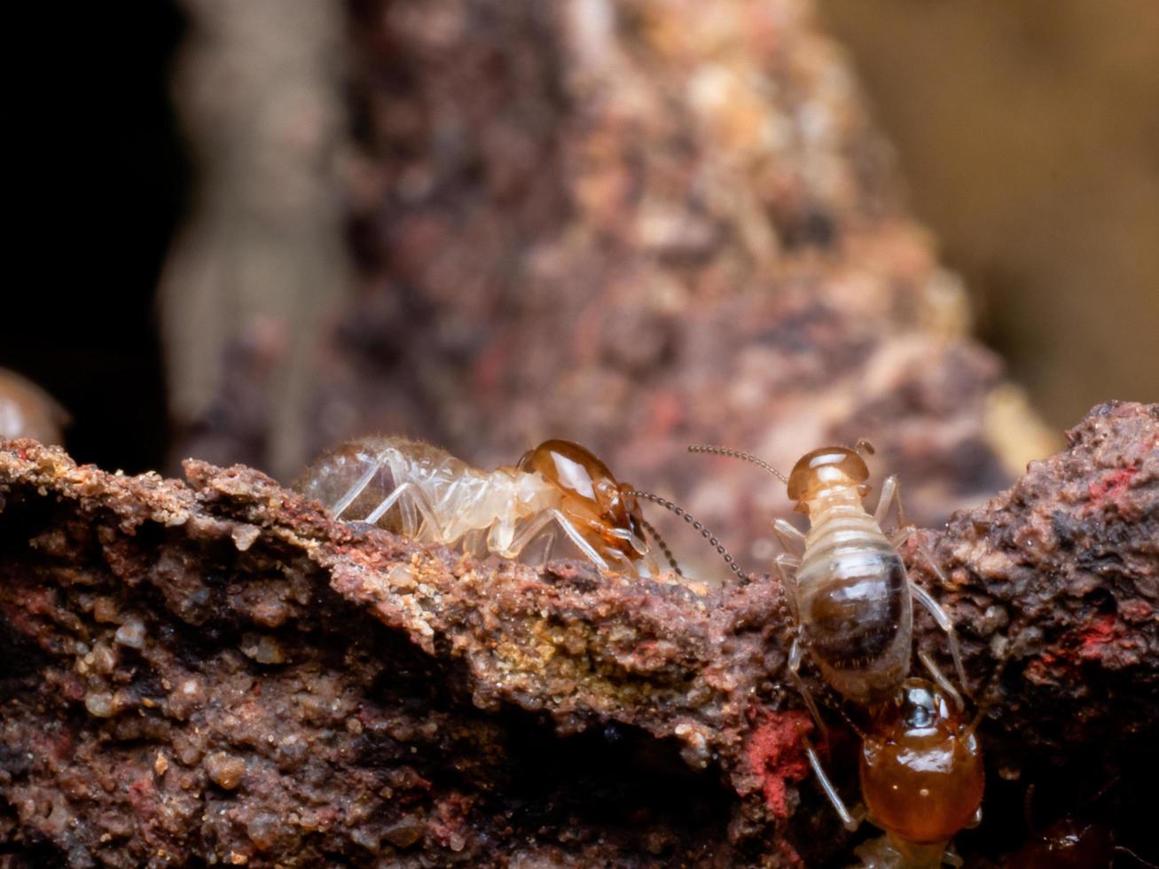 termieten zijn sociale wezens die houten huizen van mensen beschadigen omdat ze hout eten foto