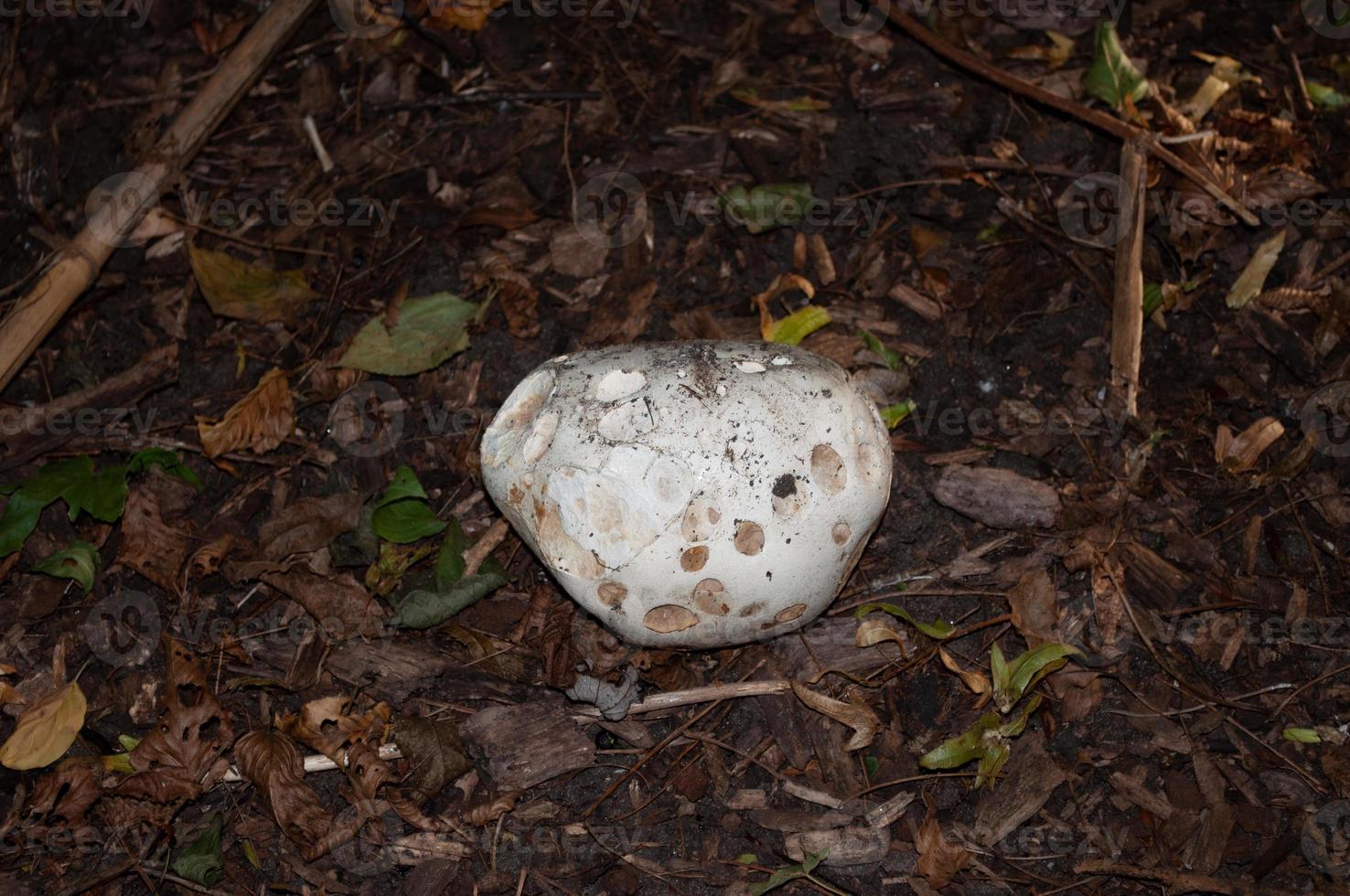 mooie paddenstoelen in de herfst, giftig foto