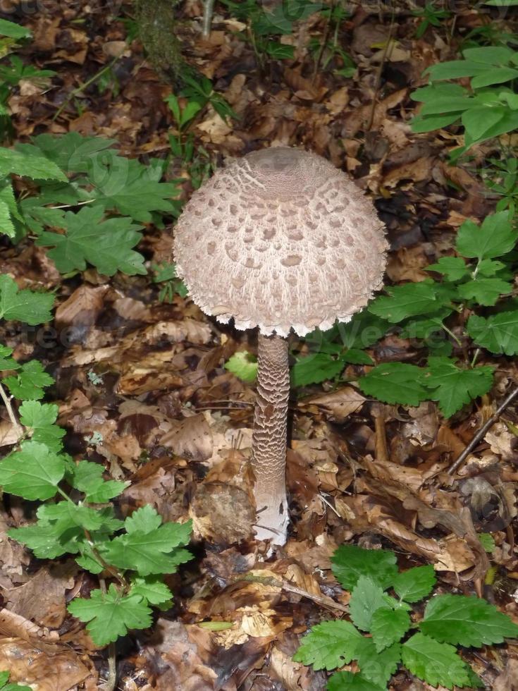 mooie paddenstoelen in de herfst, giftig foto