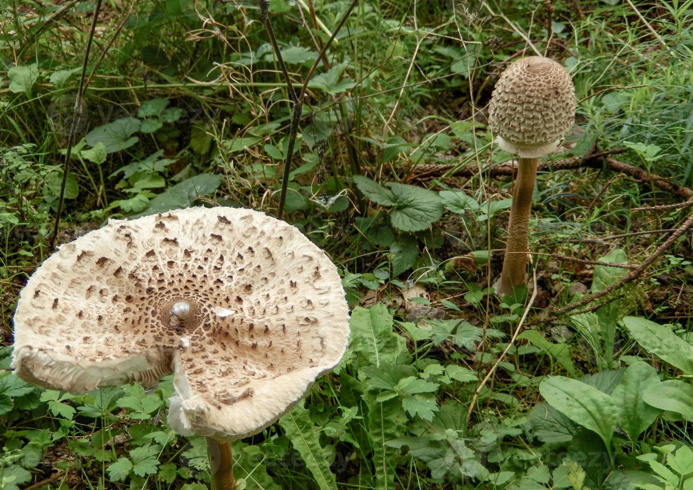 mooie paddenstoelen in de herfst, giftig foto