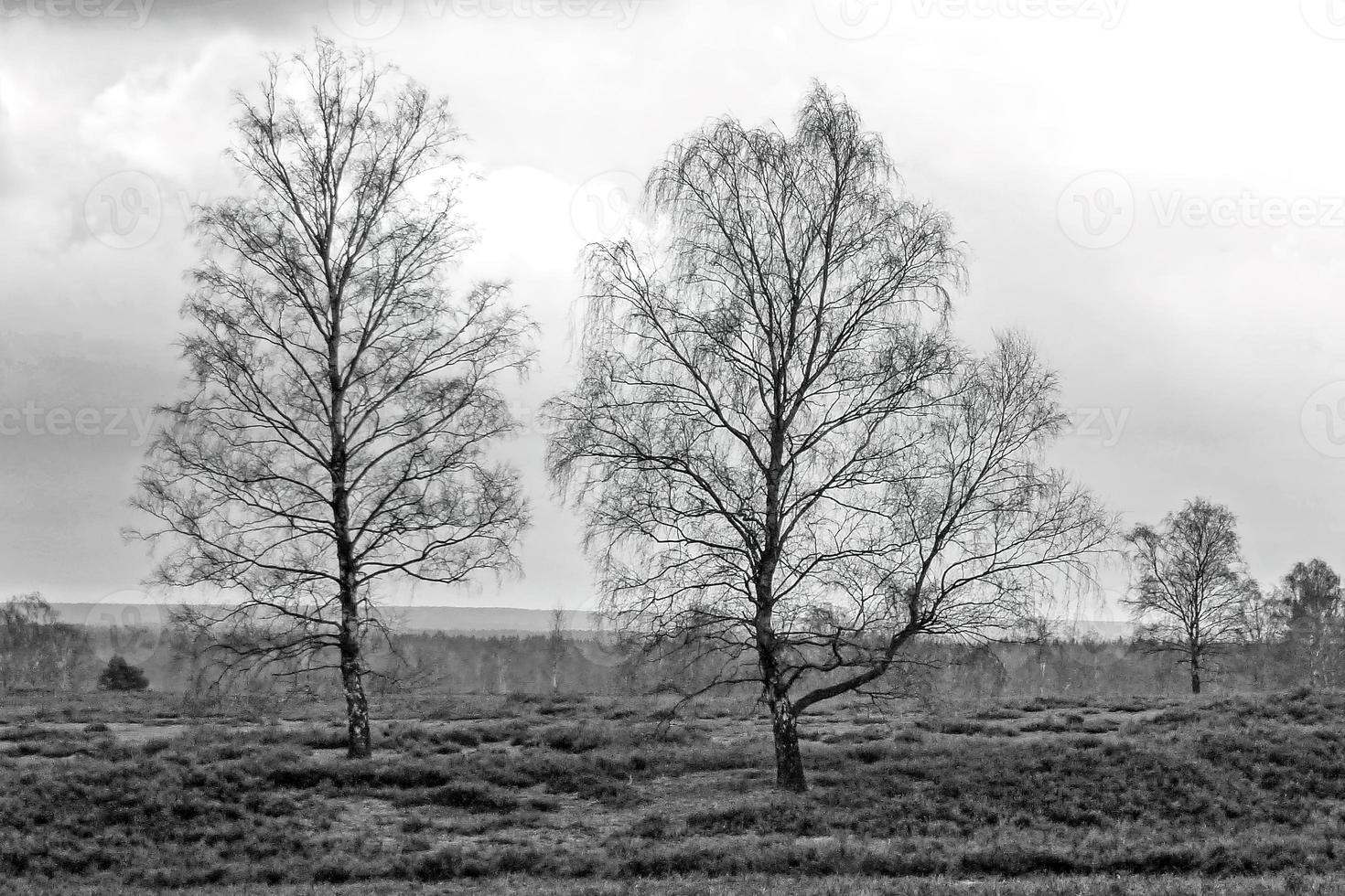 landschap met bomen foto