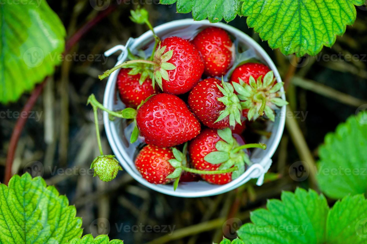 verse aardbeien in de tuin. biologisch voedsel. gezonde bessen in een kom. rode vruchten. foto