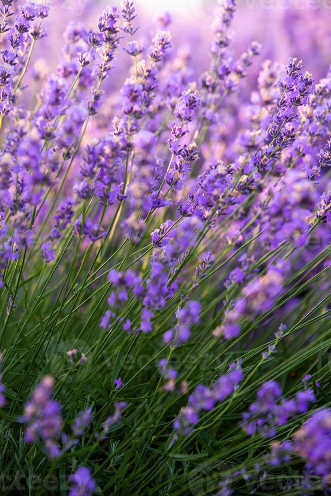 prachtig lavendelveld bij zonsopgang. paarse bloem achtergrond. bloesem violet aromatische planten. foto