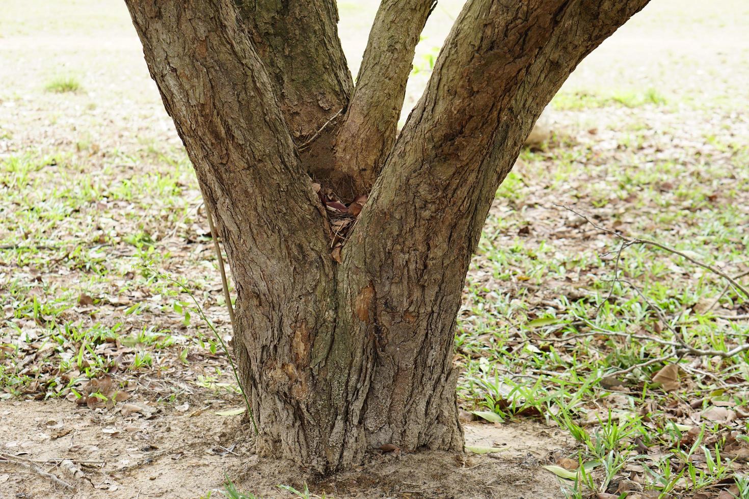 de boom heeft veel takken die sterk zijn. foto