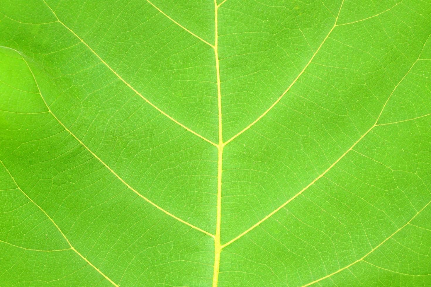 tropische bladeren, abstracte groene bladerentextuur, natuurachtergrond foto