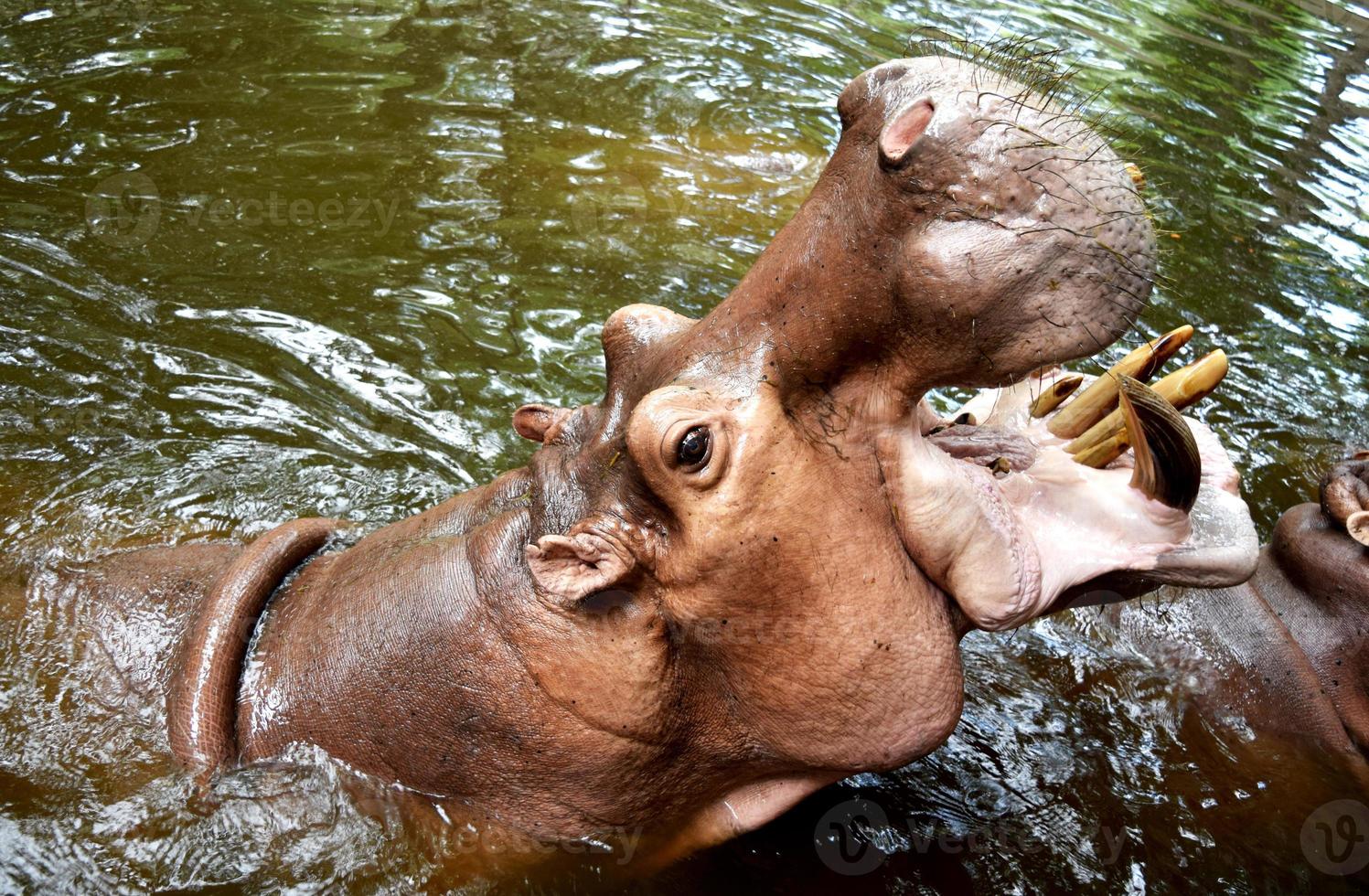 nijlpaardenreus opende zijn mond op het water. foto