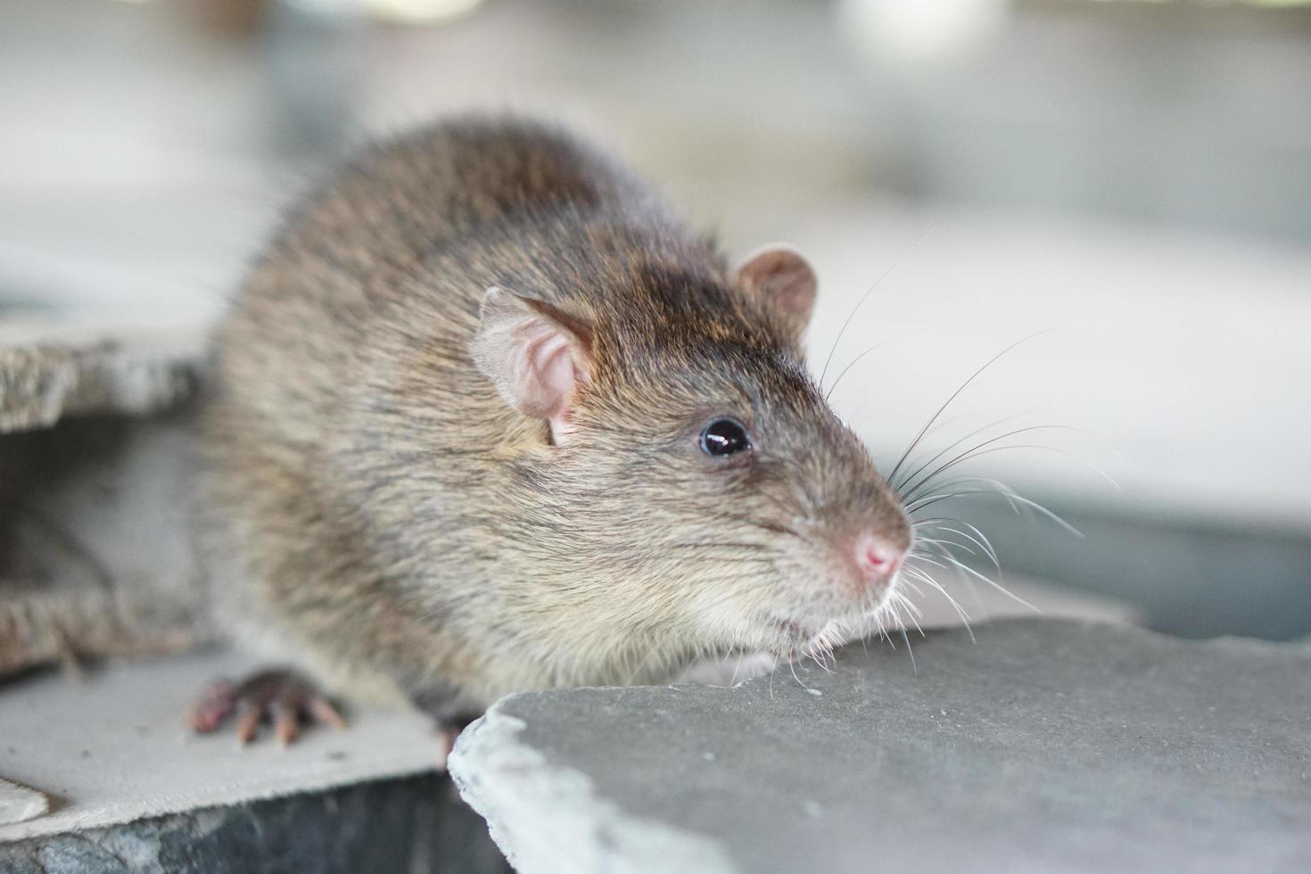 de ratten werden op de boerderij grootgebracht. foto