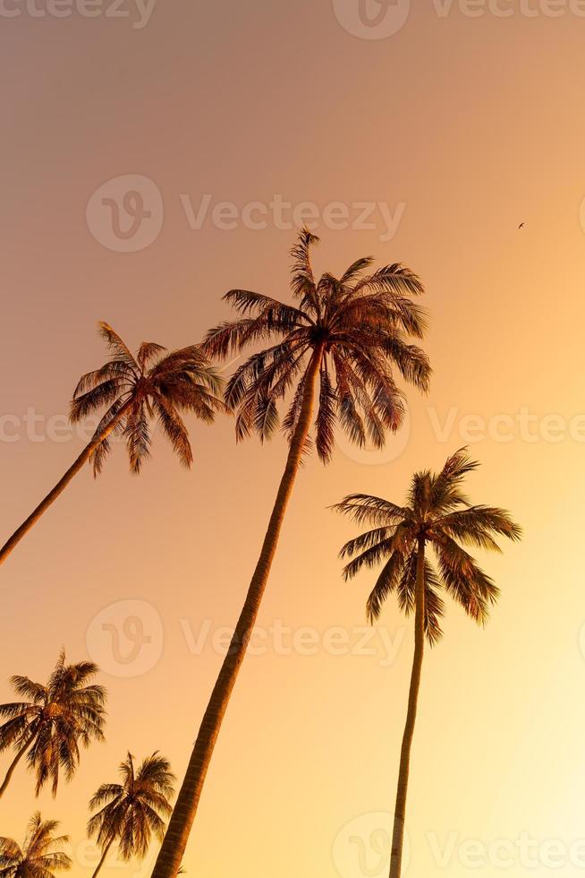 kokospalm met prachtige lucht foto