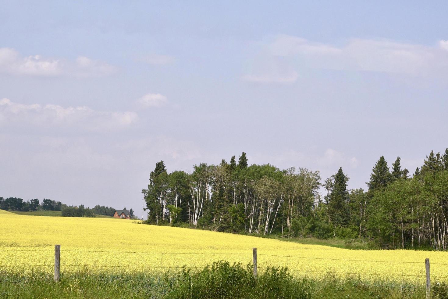 een glooiend veld van gele koolzaad foto