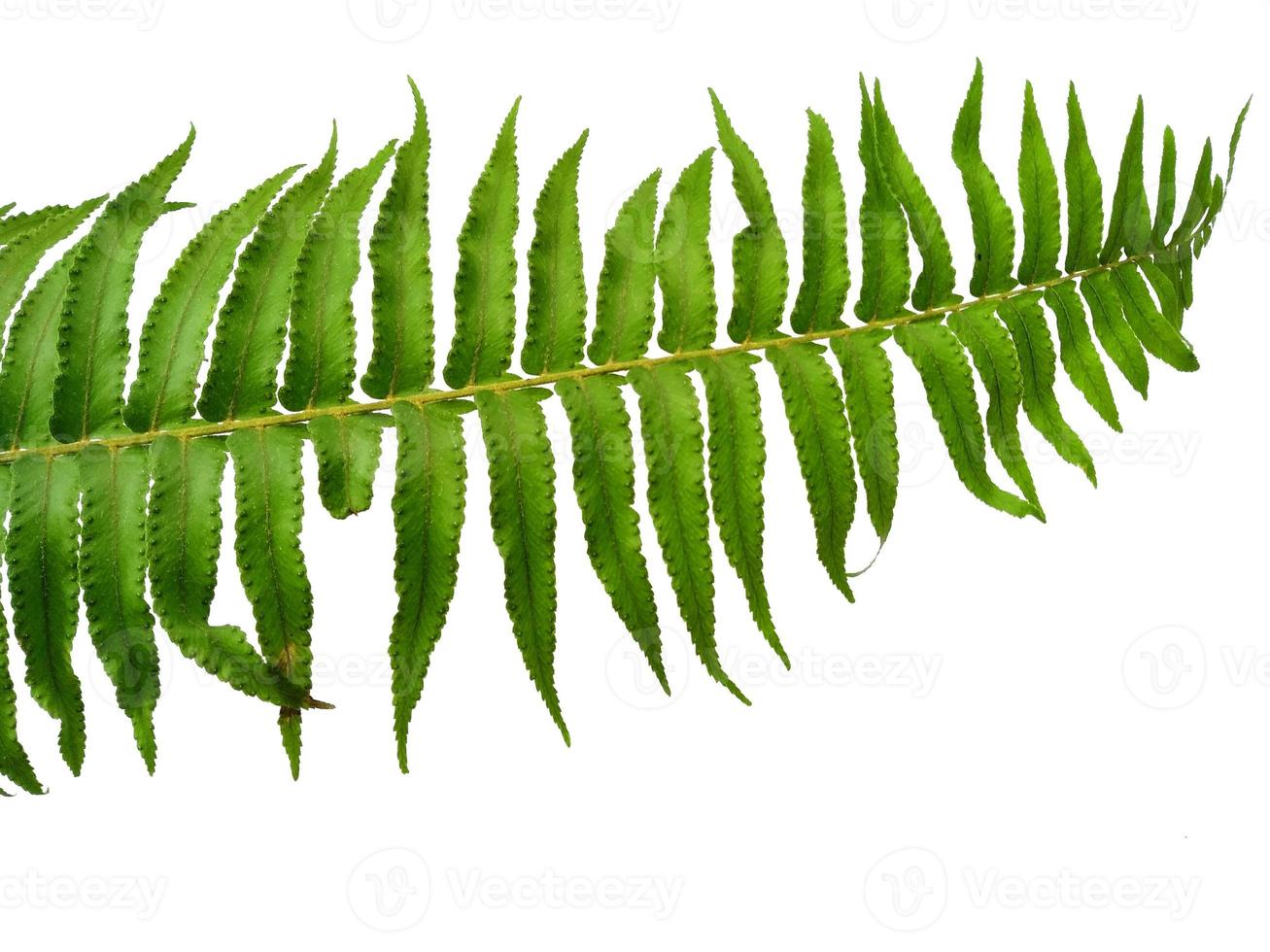 groene polypodiophyta bladeren geïsoleerd op een witte achtergrond. groene bladtextuur foto