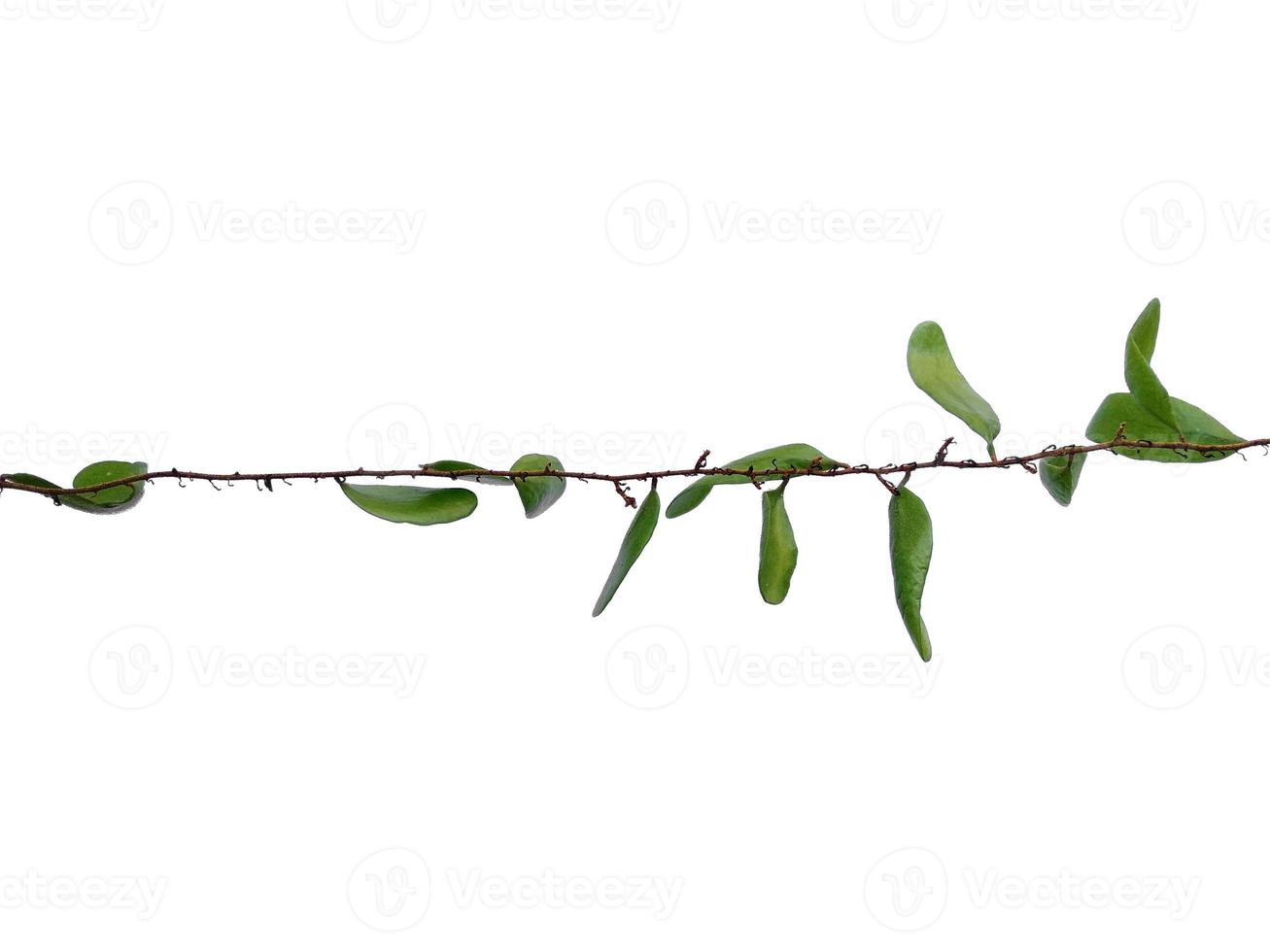 Dragon schalen of pyrrosia piloselloides op witte achtergrond. groene plant hangend foto