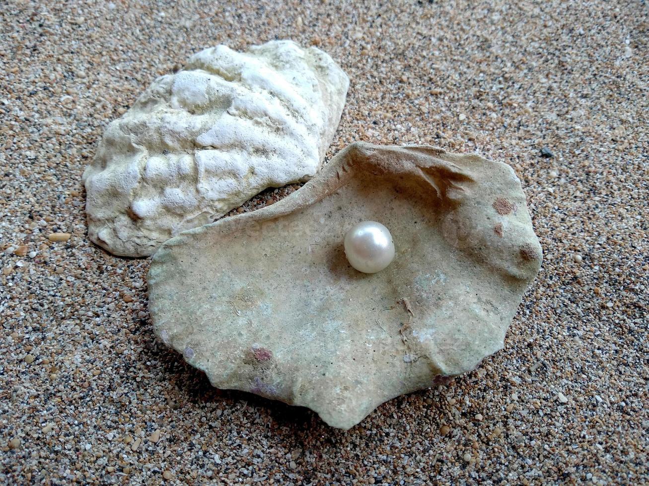 zeeschelp met een parel in het zand foto