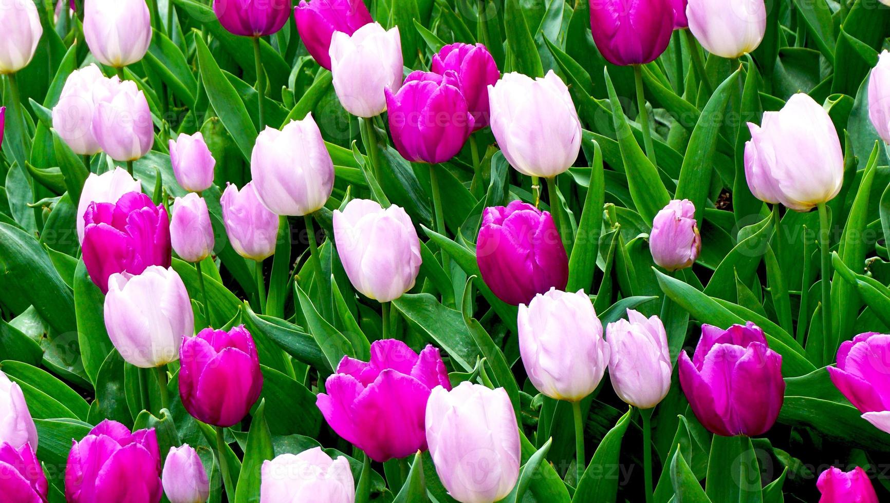 roze en paarse tulpenbloemen in het zomerseizoen in de tuin foto