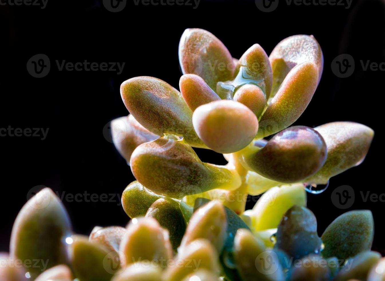 succulente installatie close-up, verse bladeren detail van sedum dasyphyllum foto