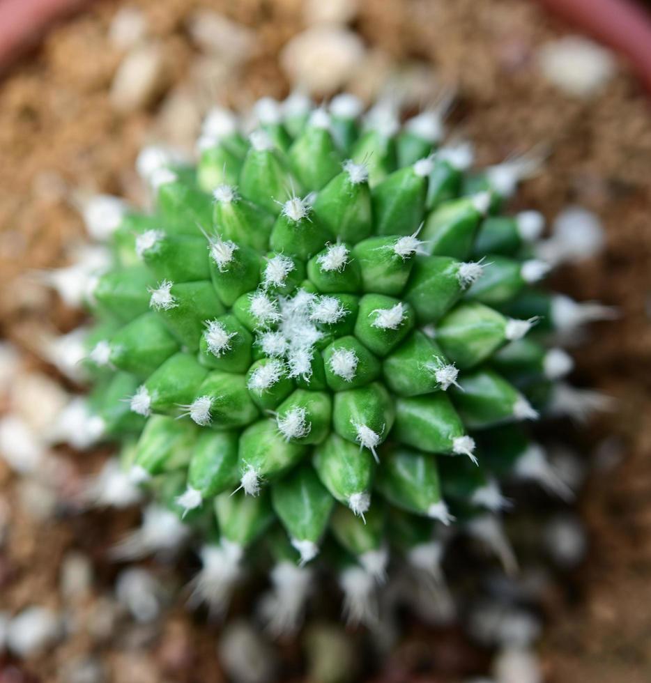 cactus, woestijnplanten, sierplanten, potplanten, droogtetolerante planten. foto