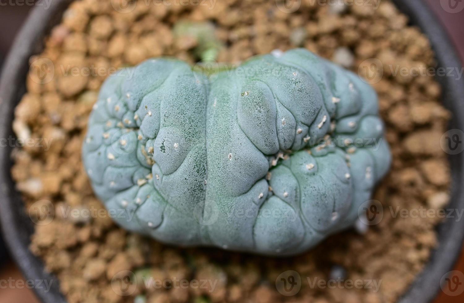 cactus, woestijnplanten, sierplanten, potplanten, droogtetolerante planten. foto