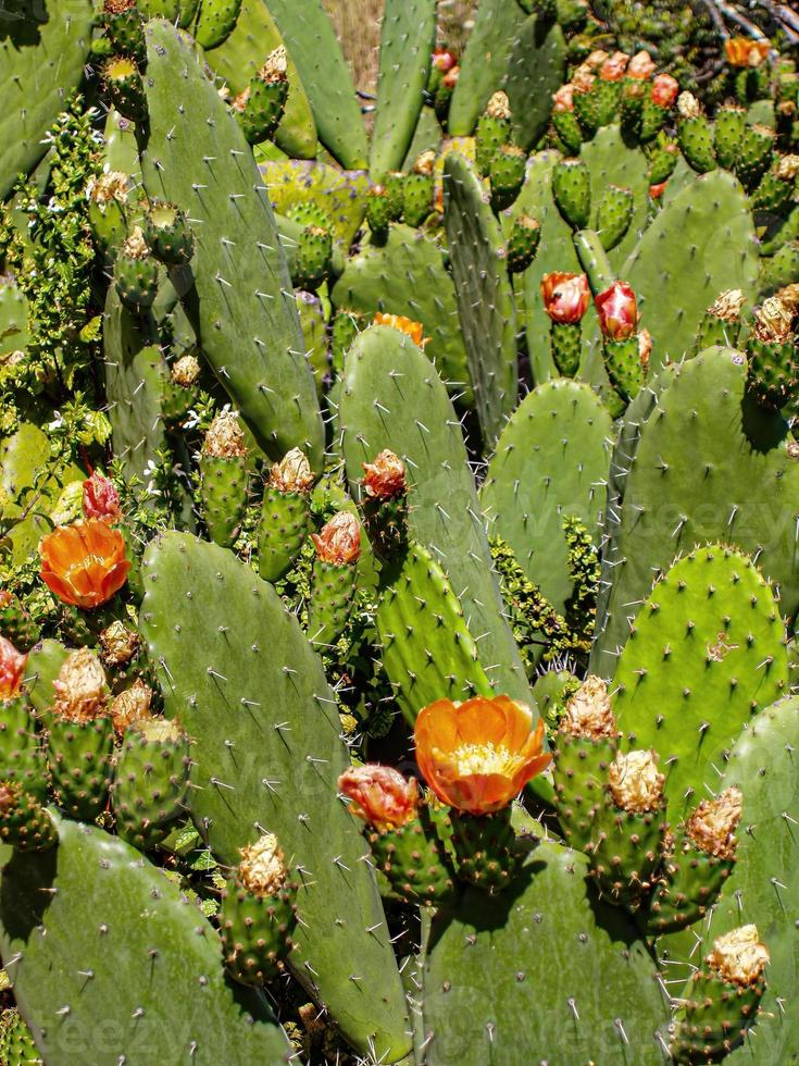 stekelige cactus in de woestijn foto