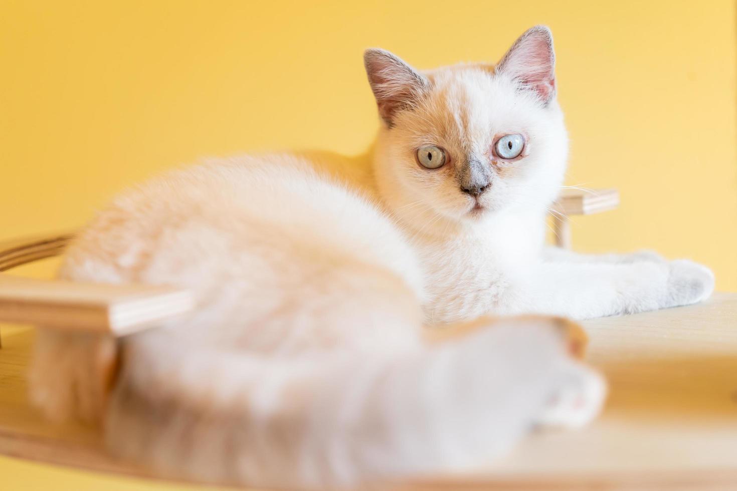 kat met hoofd naar binnen gekanteld. kat kijkt naar de camera. portret van een kat met gele ogen. foto