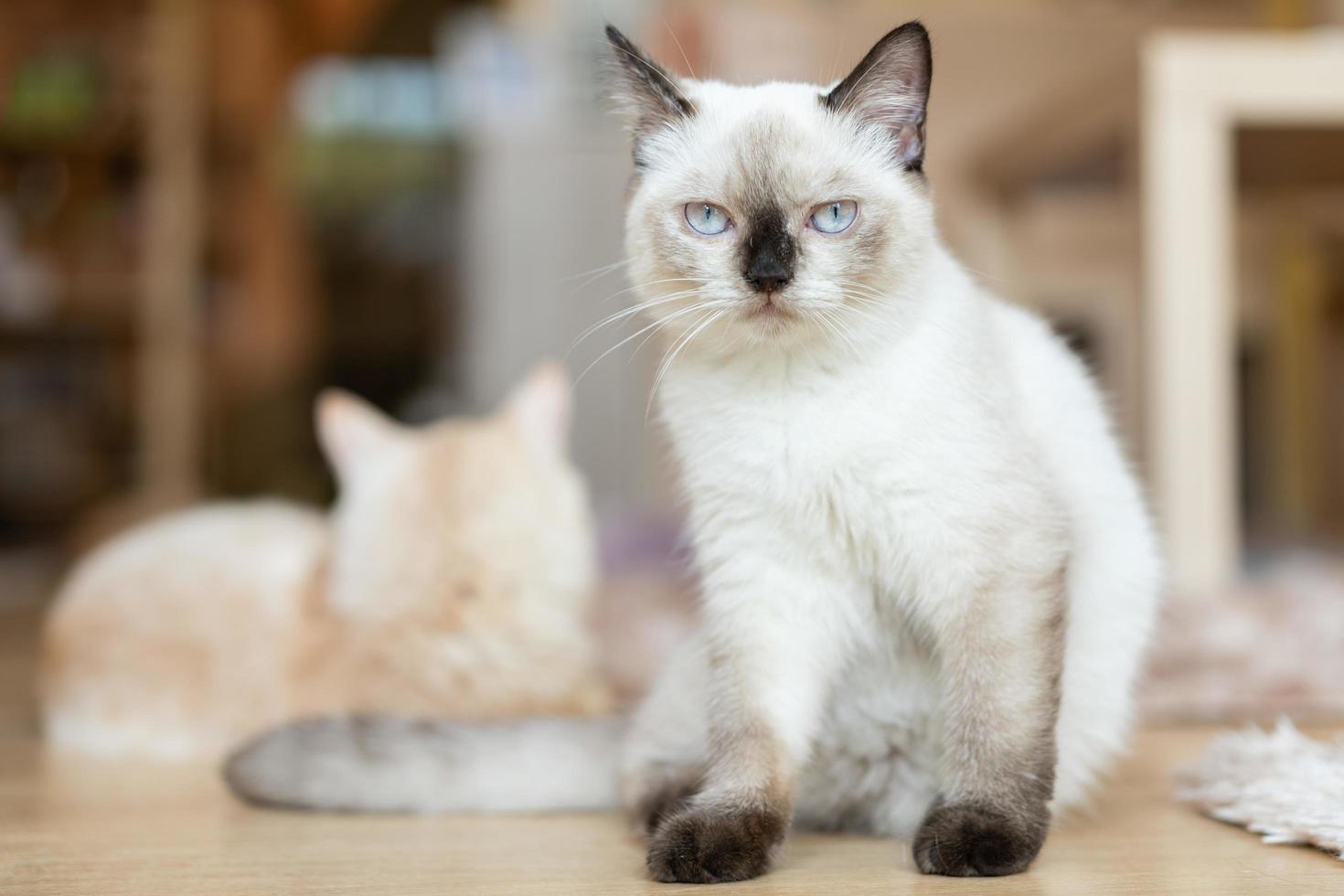 kat met hoofd naar binnen gekanteld. kat kijkt naar de camera. portret van een kat met gele ogen. foto