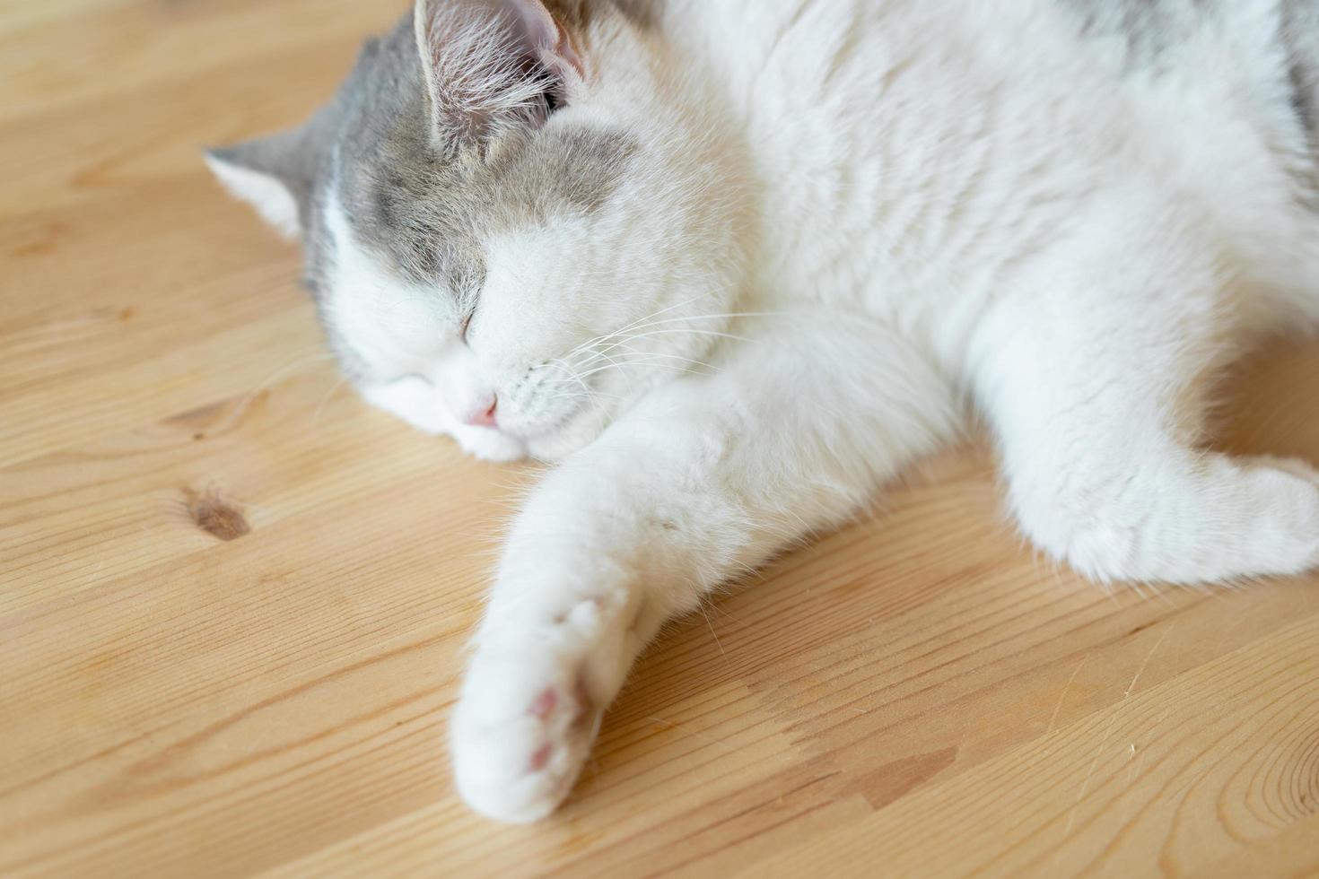 kat slapen op een houten tafel. slapende kat foto